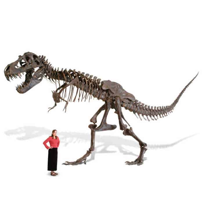 Életnagyságú-T-rex-csontváz-696x696