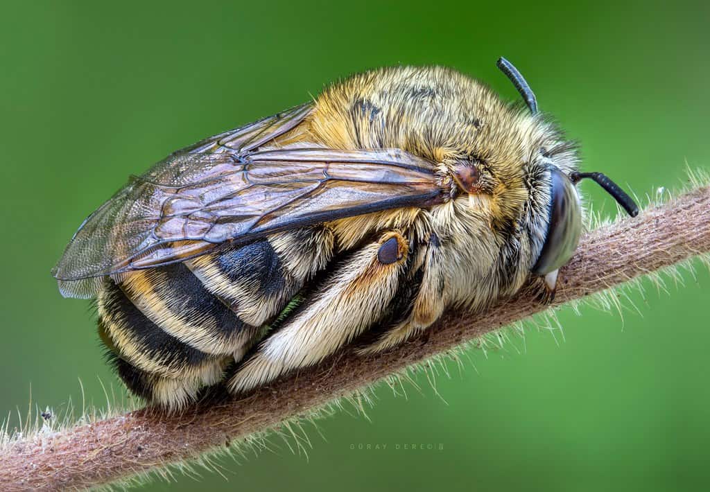 Sleeping bee