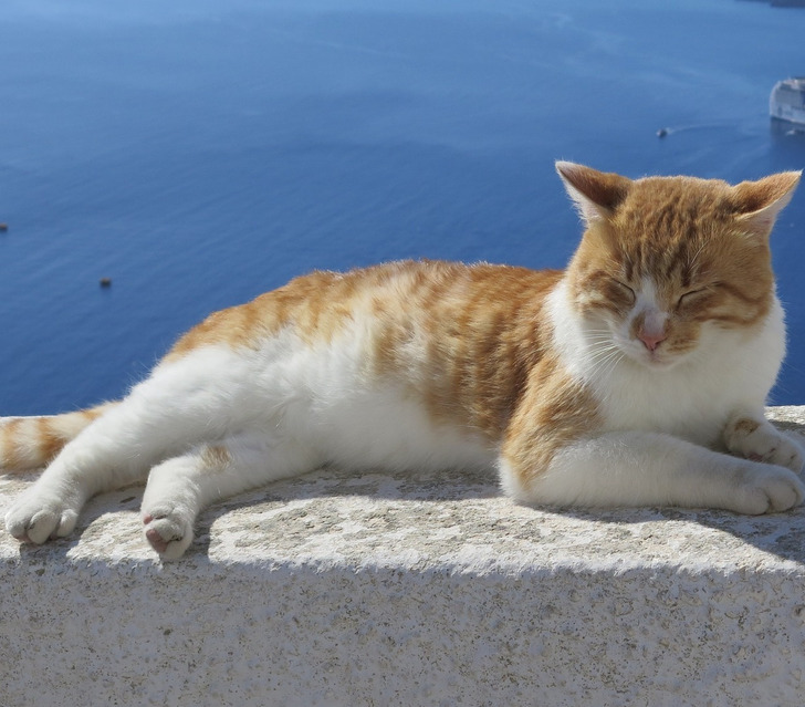 Santorini macska